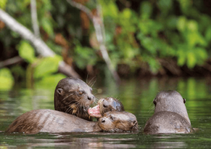 The Most Birding Photography in Peruvian 5 days