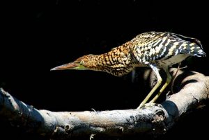 The Most Birding Photography in Peruvian 5 days