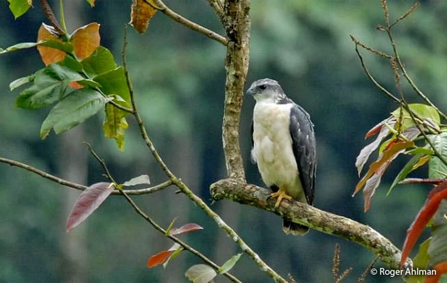 Birding landscapes and wildlife of Northern Peru