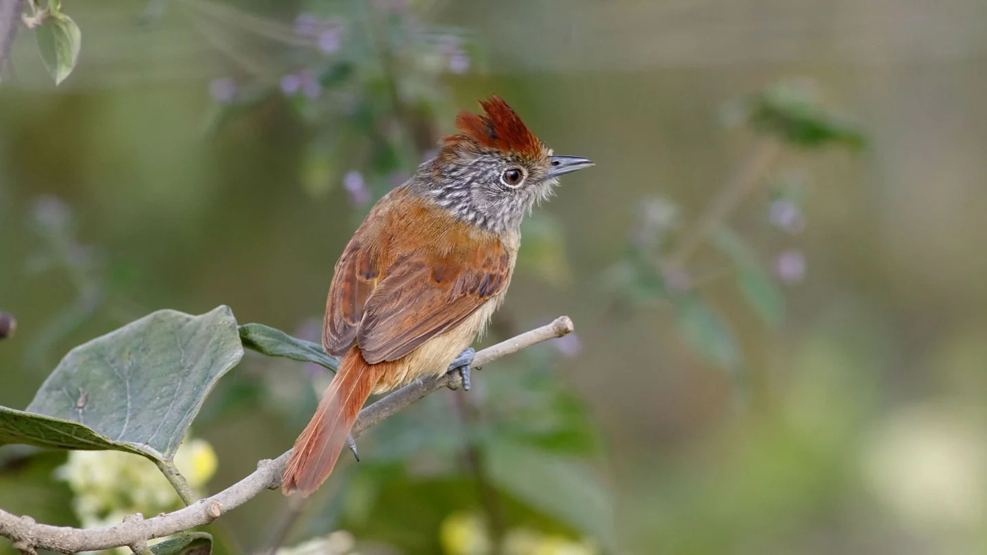 Birding landscapes and wildlife of Northern Peru
