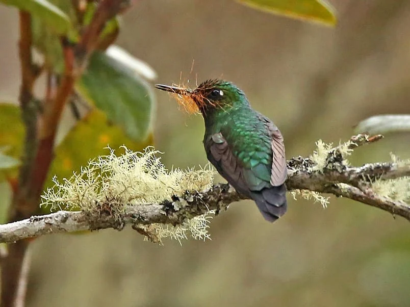 Birding landscapes and wildlife of Northern Peru