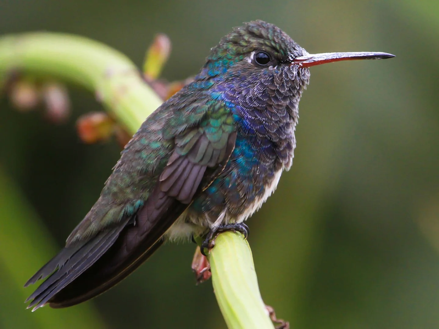 Birding landscapes and wildlife of Central Peru