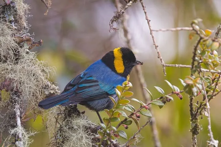 Birding landscapes and wildlife of Manu & the cloud forest