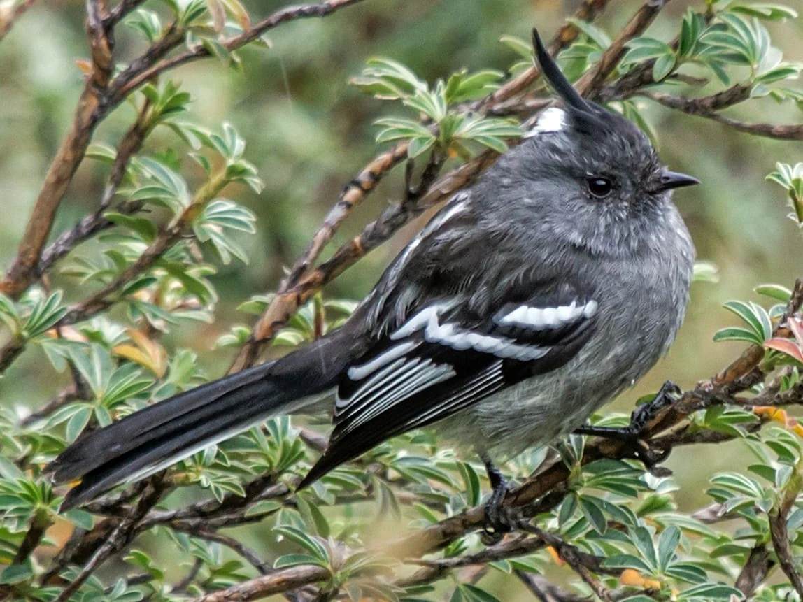 Birding landscapes and wildlife of Machu Picchu