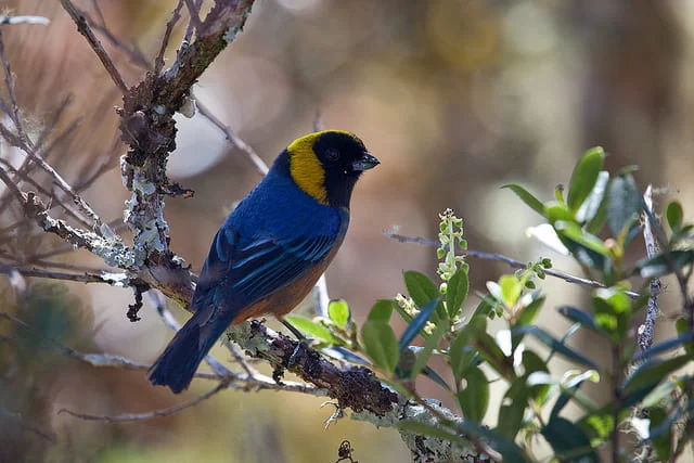 Birding landscapes and wildlife of Manu & the cloud forest