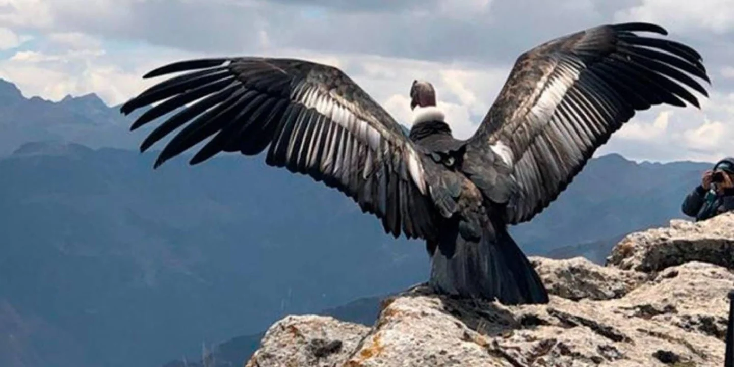 Birding landscapes and wildlife of Machu Picchu