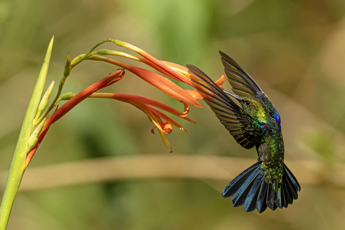Northern Peru