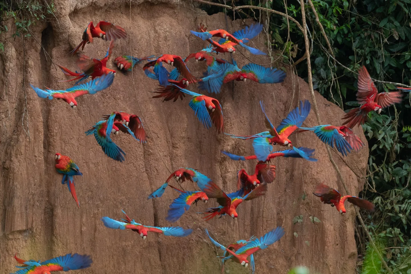 Tambopata