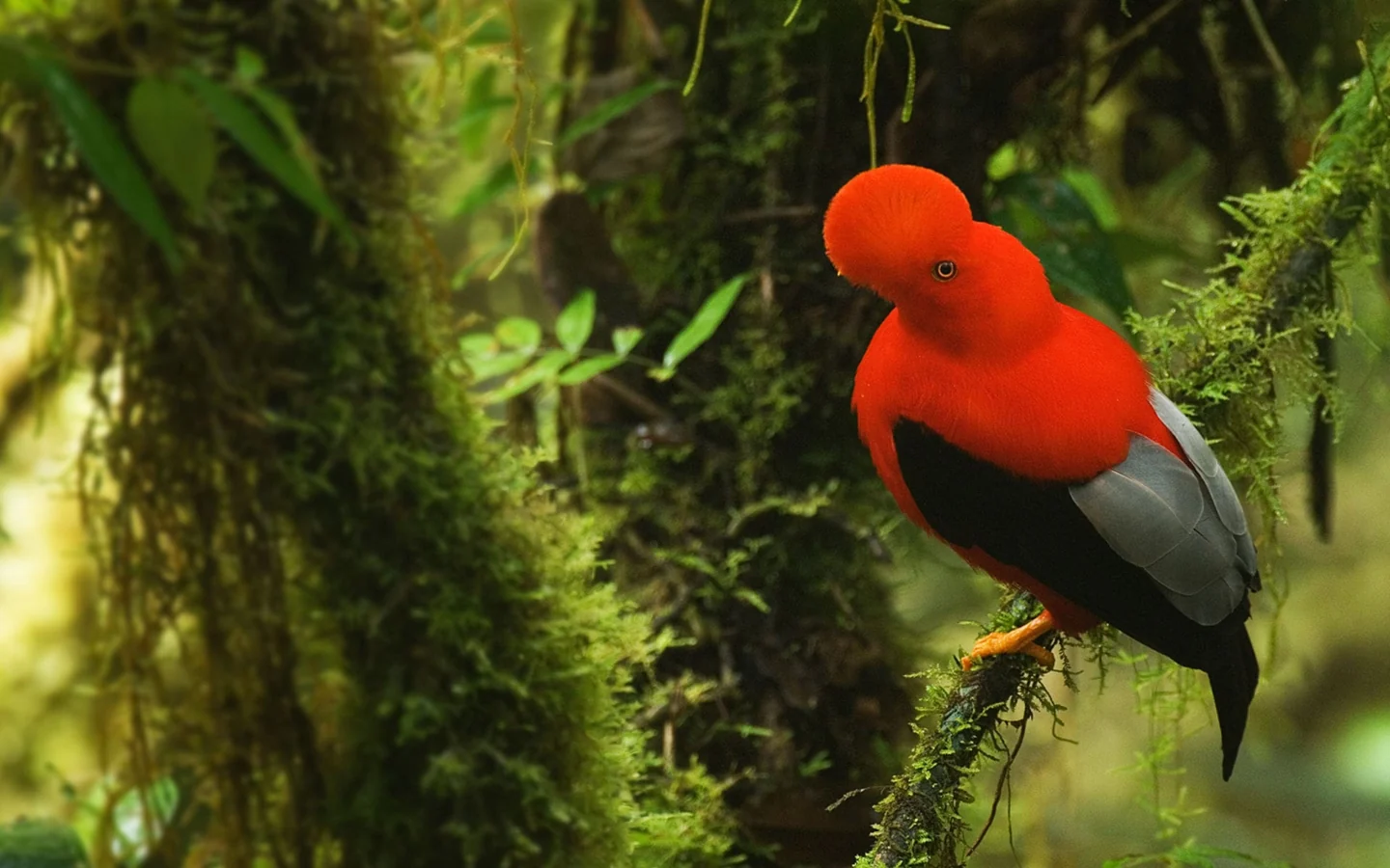 A vivid orange bird perched among the green leaves of Peru’s forest