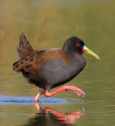 Bird Watching-Huacarpay Cusco 1 day