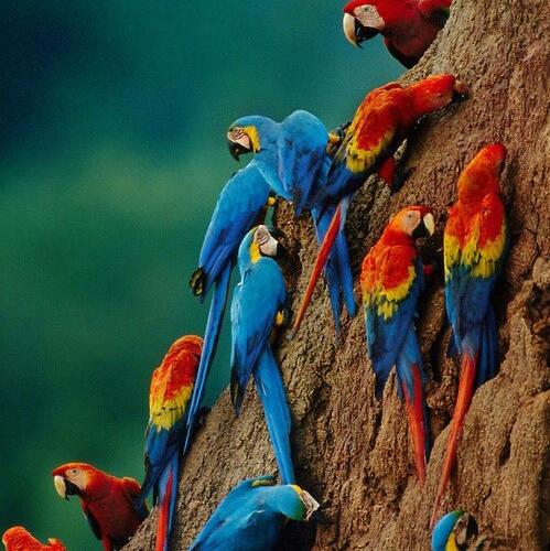 Manu Road Birding Tours 15 days