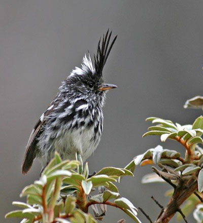 Classic Central Birding Peru 17 days