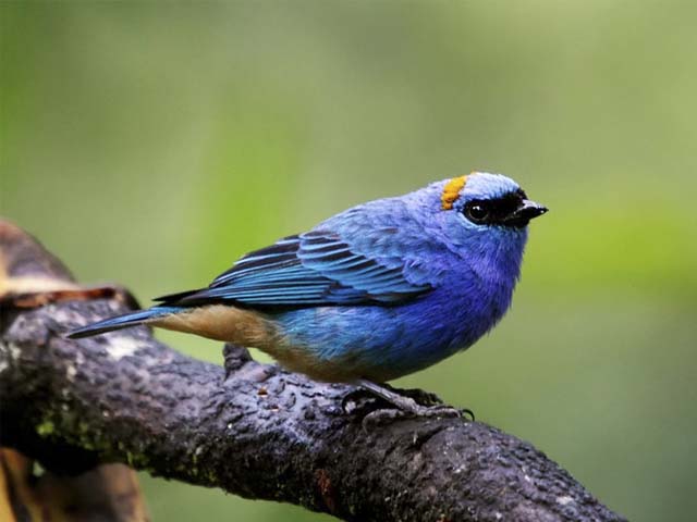 Bird Watching in Machupicchu Species Accounts