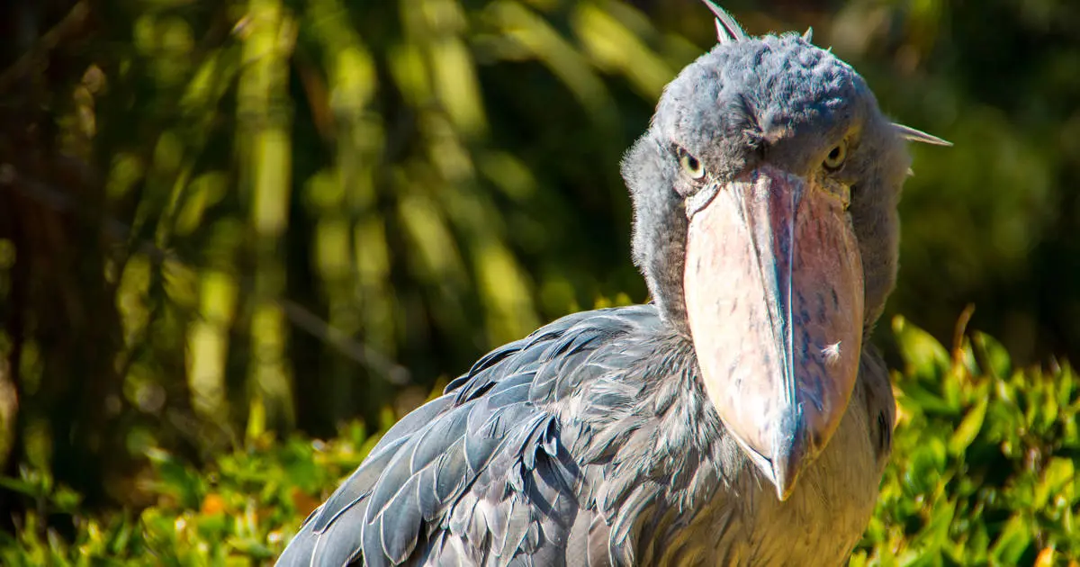 Birding Brasil