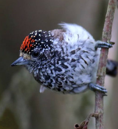 Birding Cusco Apurimac Endemics 2 Days