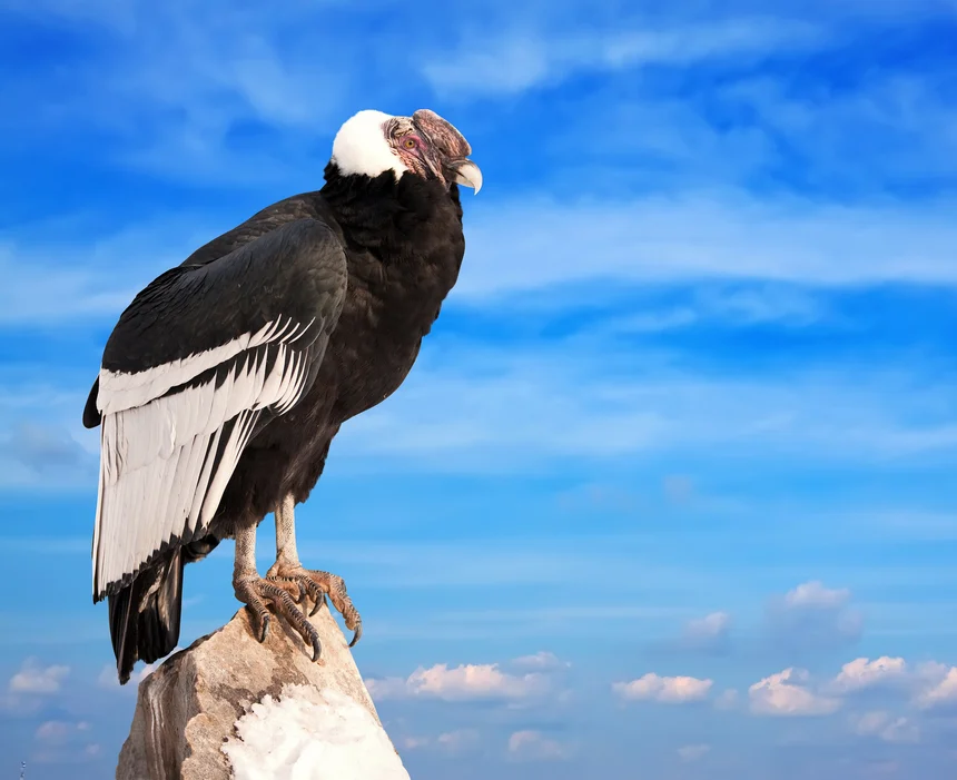Birding List In Arequipa
