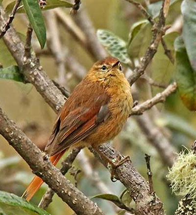 Birding Machu Picchu Species