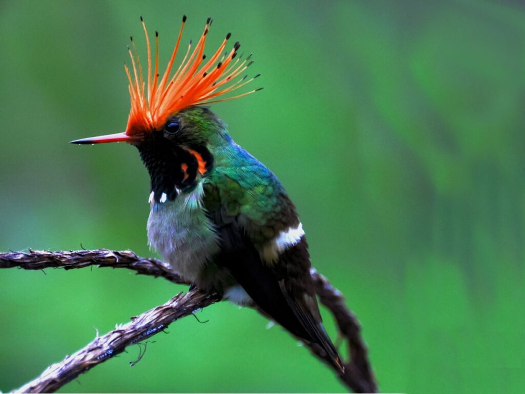Birding Road Abra Malaga 5 days