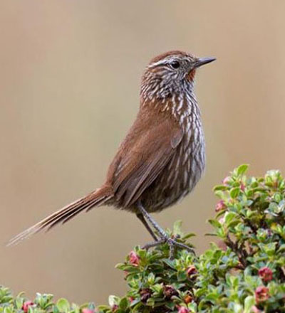 Birding at  Cusco Apurimac 8 days