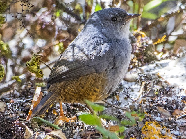Birds Ancash