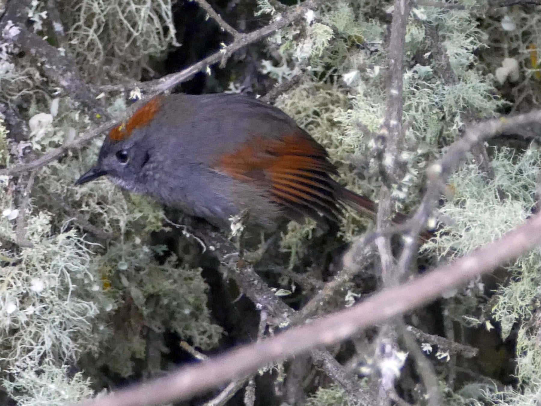 Birding in Apurimac