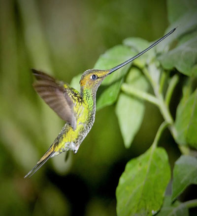 Birds Tropical Machu Picchu