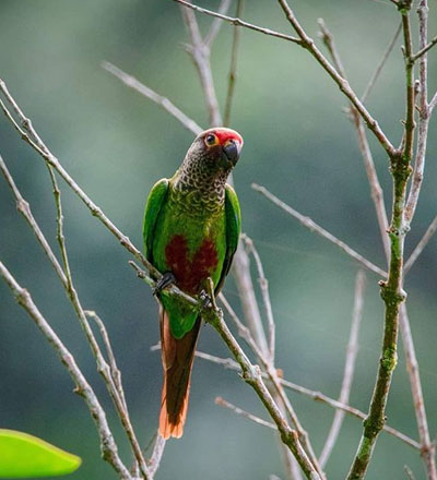 Machu Picchu Paradise Birds