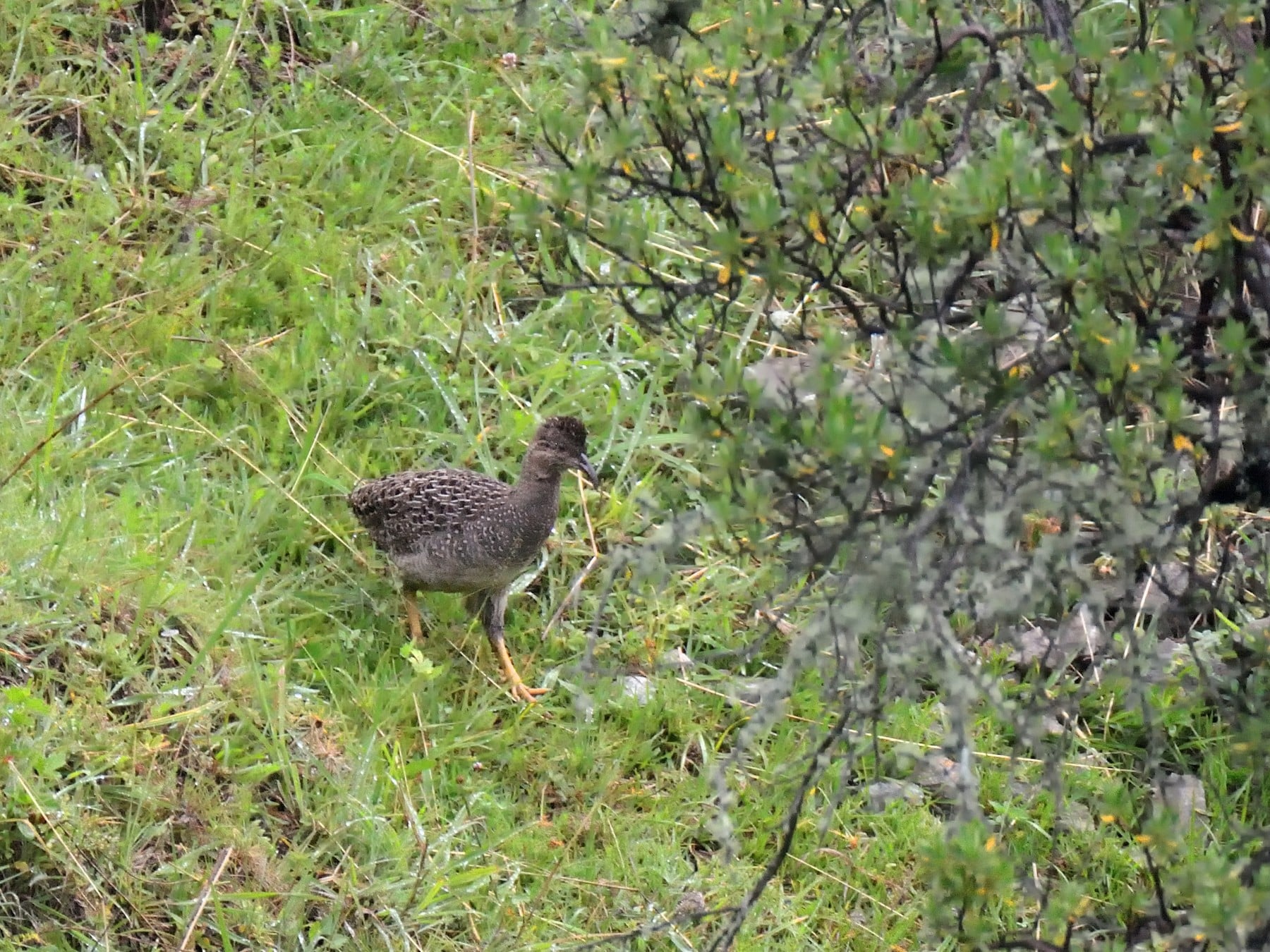 Birds of Machu Picchu