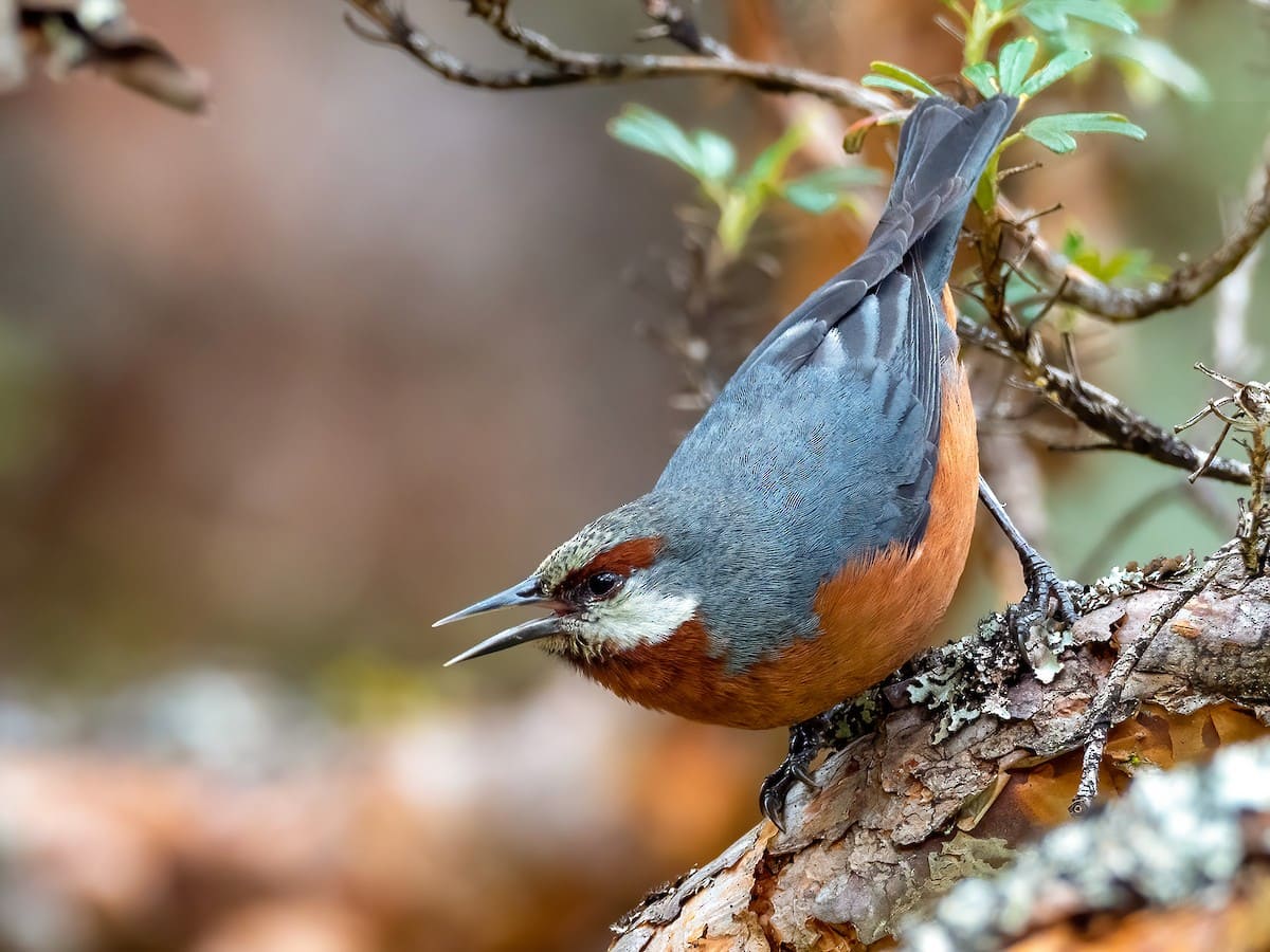 Machupicchu Birdwatching