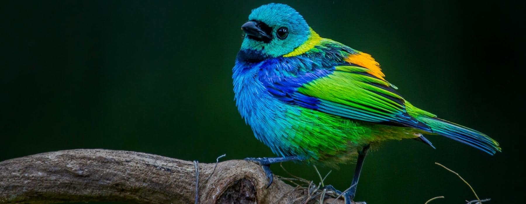 List Birding Manu Road