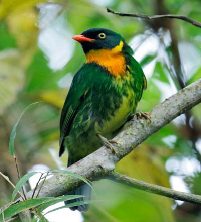 About Machupicchu Bird Tour