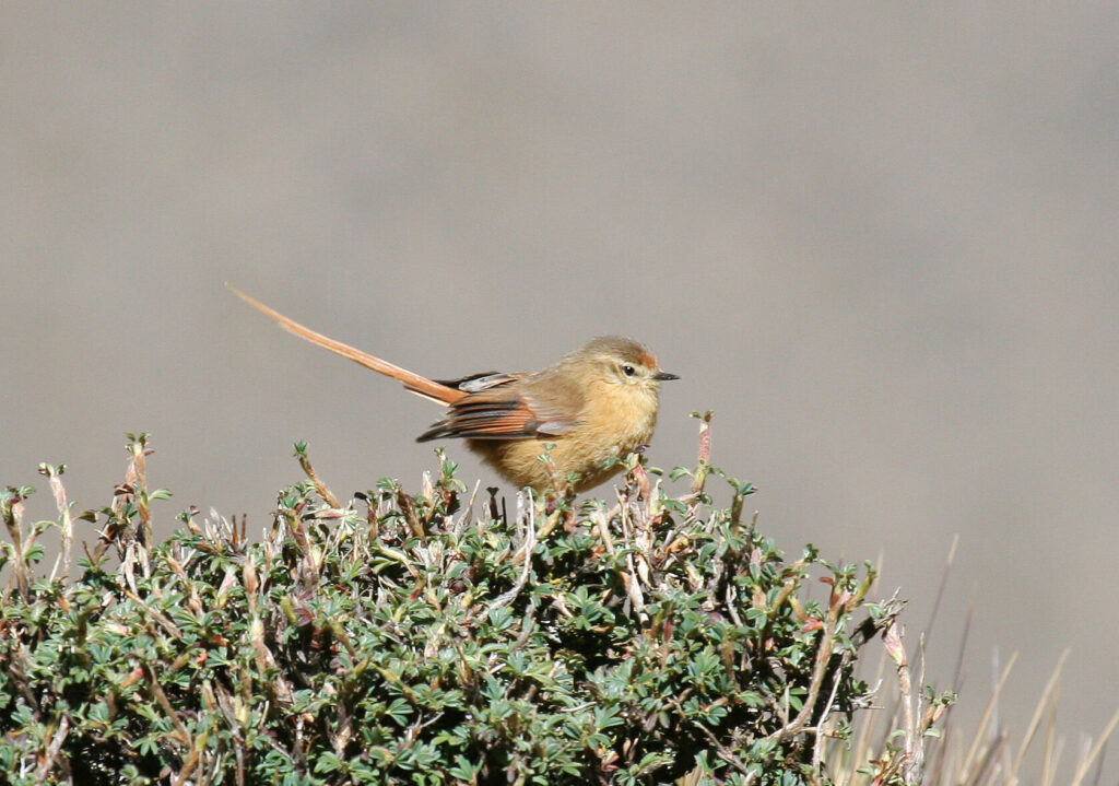 Birding Tours Huacarpay Machupicchu – 5days