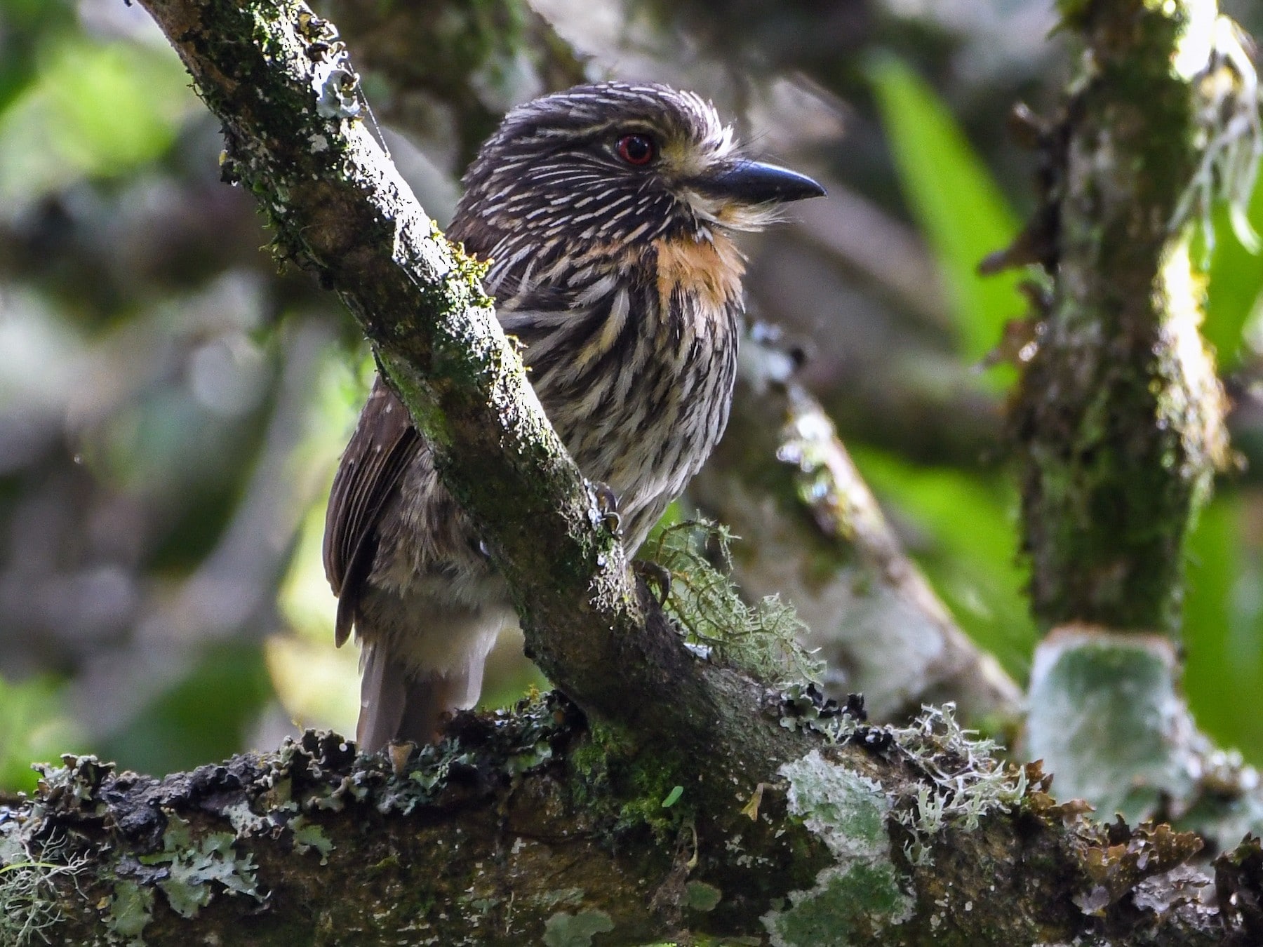 Bird Species Machu Picchu