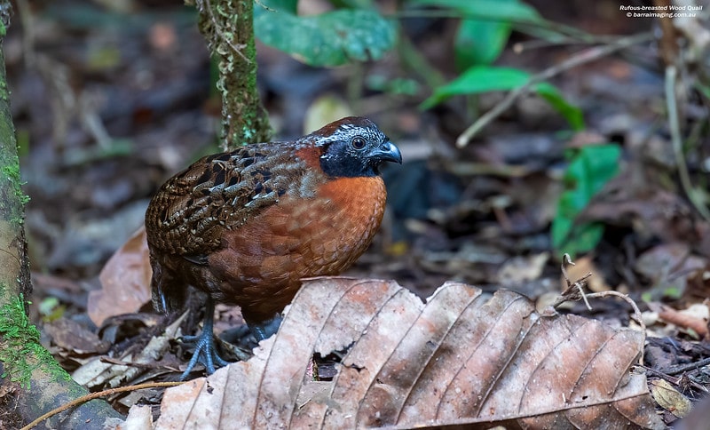 Machupicchu Birdwatching