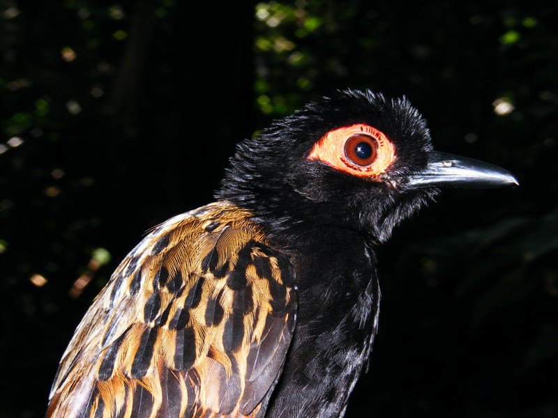 Manu Bird