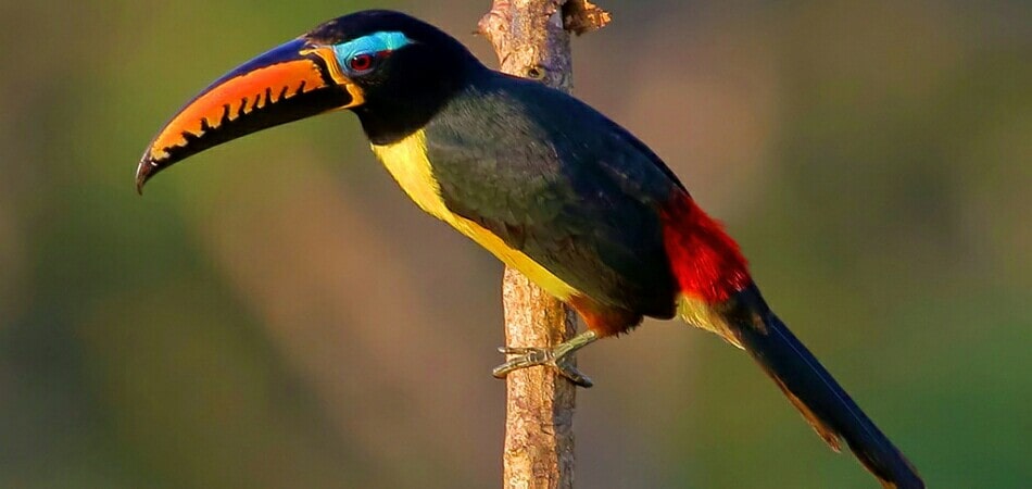 Manu Cloud Forest Birding