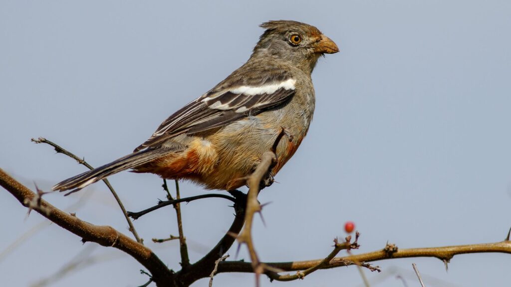 North Peru Birdwatching