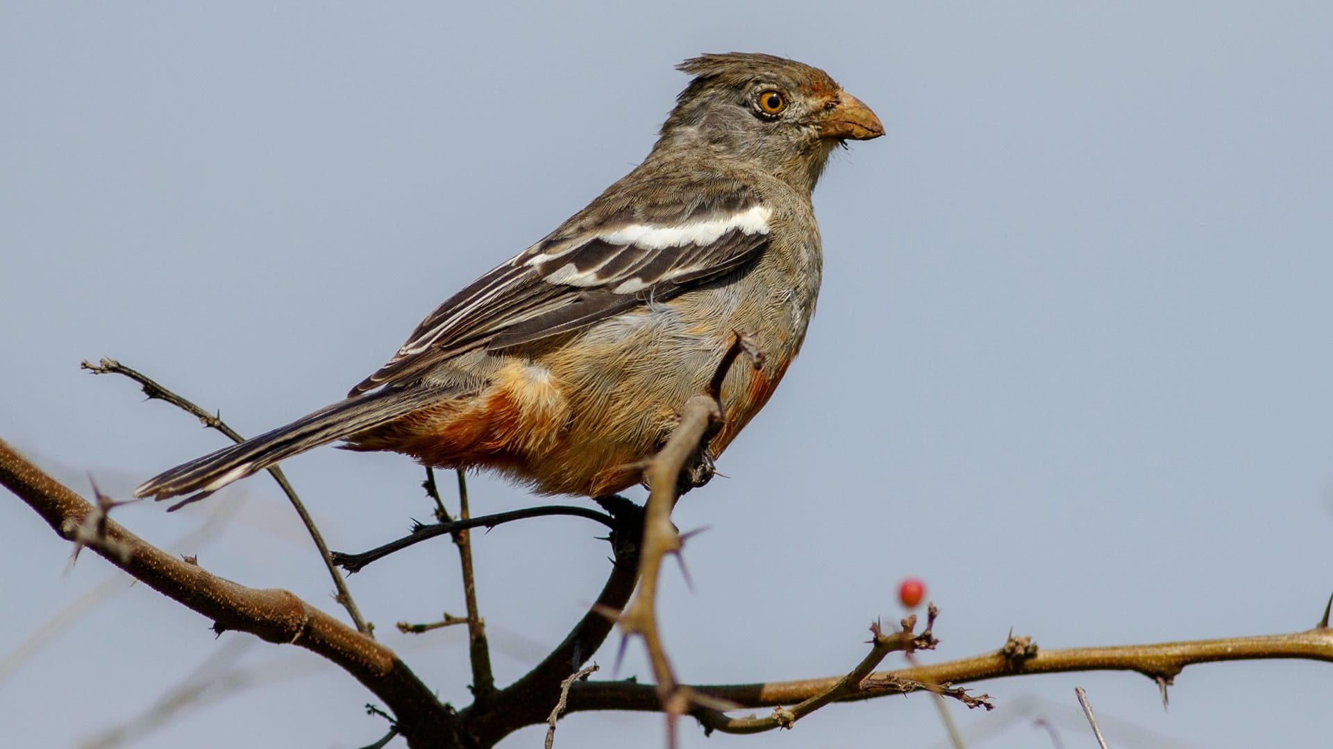 North Peru Birdwatching