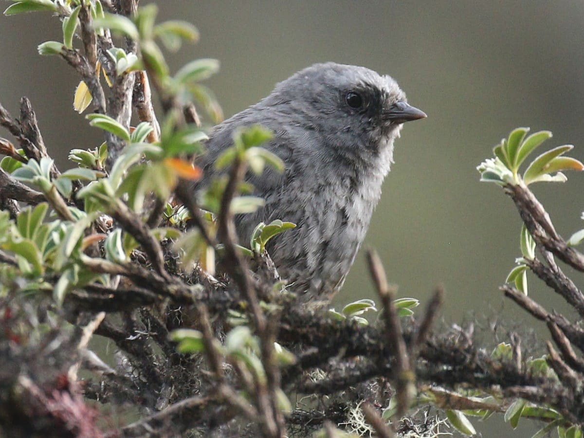 Machu Picchu Quillabamba Birding 7 days