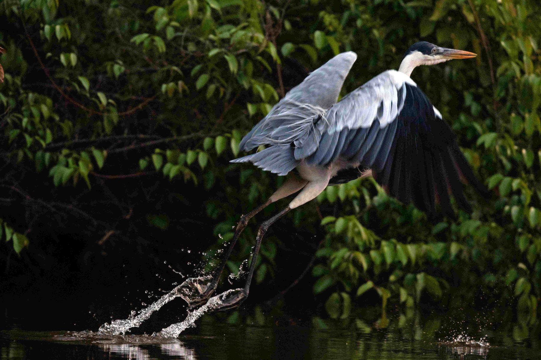 Sandoval Lake Birding