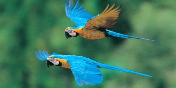 Birdwatching in  Amazon Peru