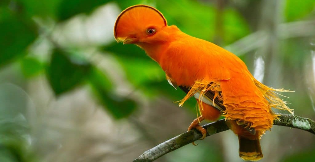 Rainforest Peruvian Amazon Birds
