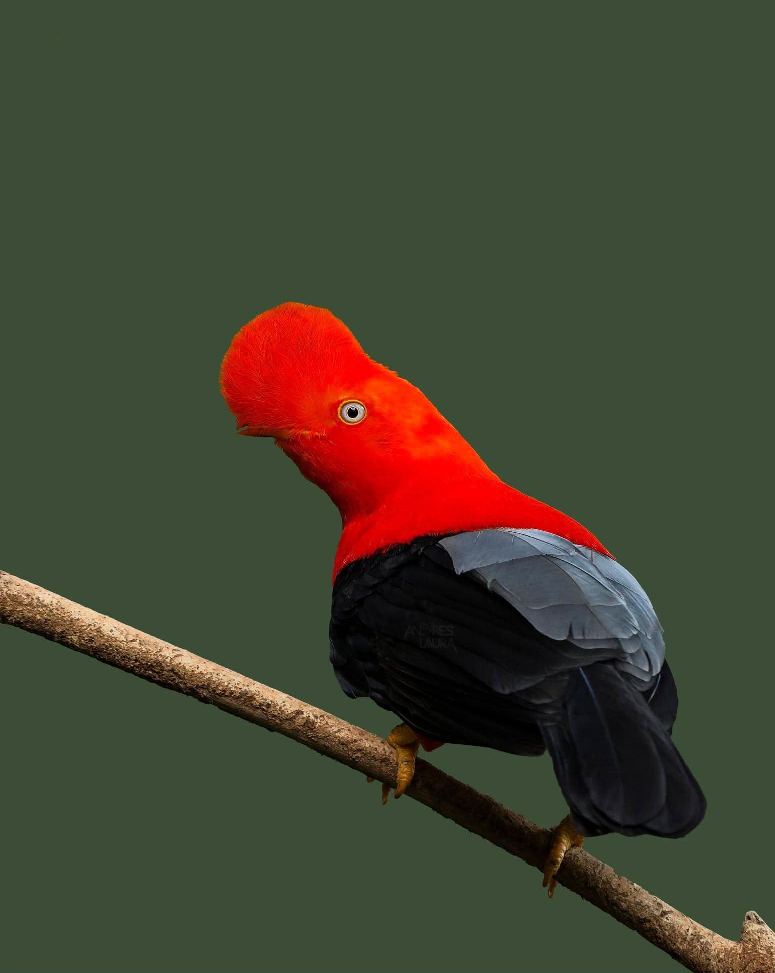 Birding Manu Cloud Forest 4 days