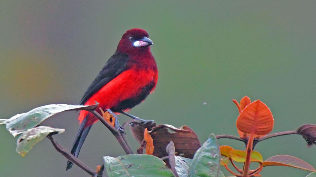 Birds North of Peru