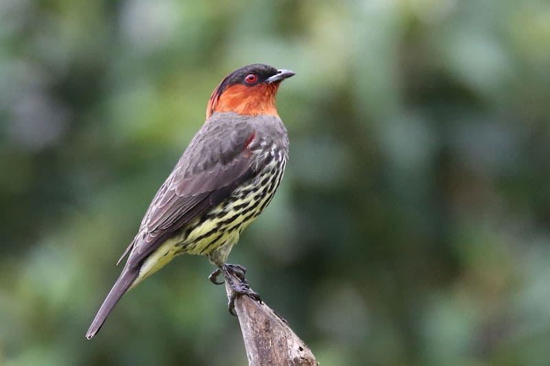 Discover the Birds of the Amazon Rainforest of Manu