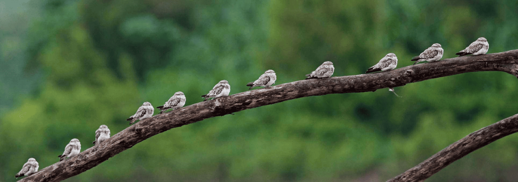 Tambopata Birding Peru Trips 5 days