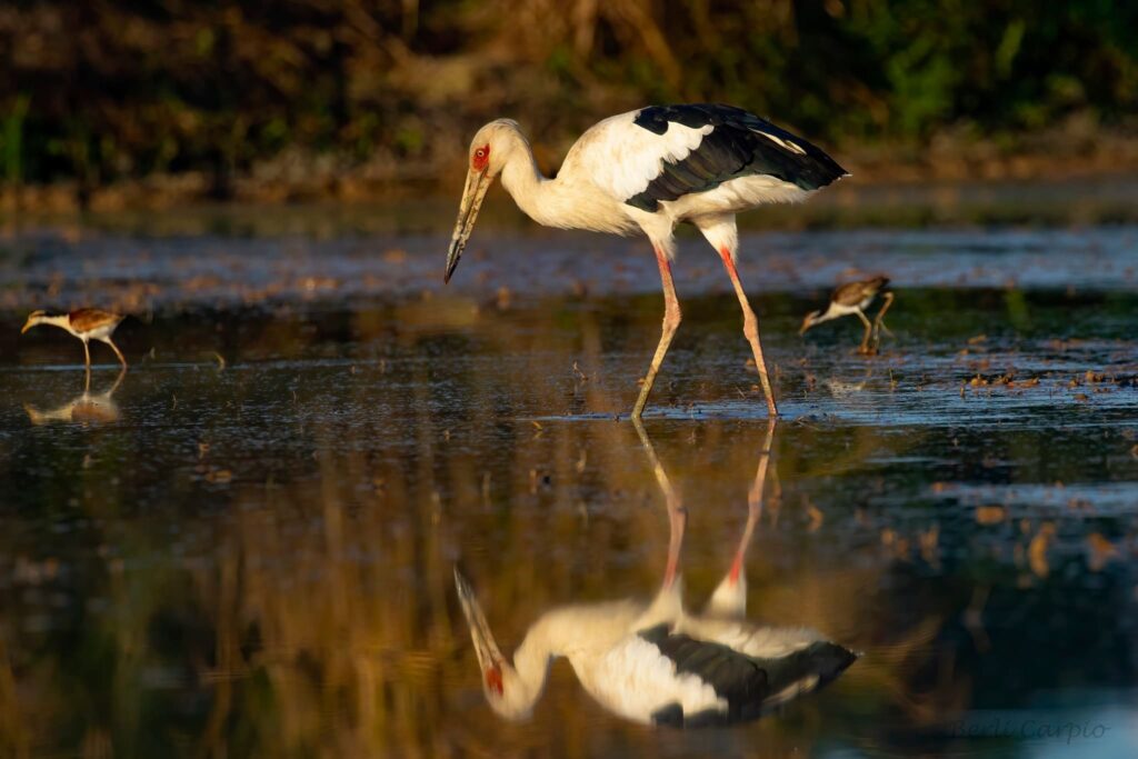 Tambopata Birding Peru Trips 5 days