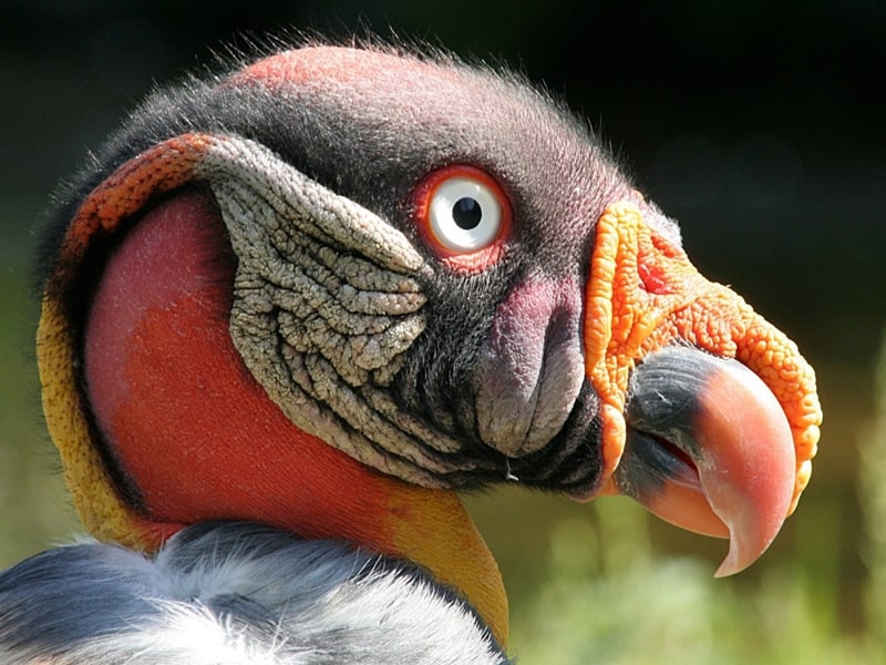 Birding Manu National Park
