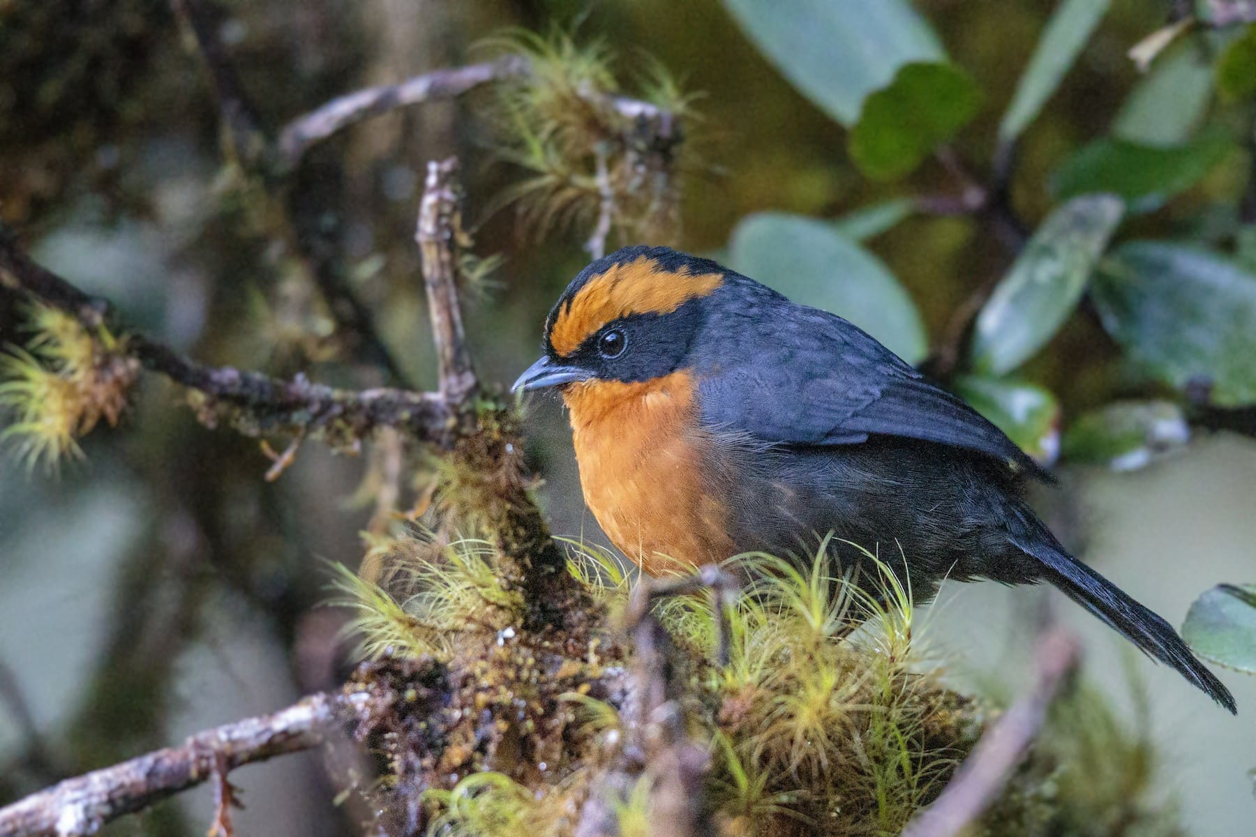 Tours Birding  Central Peru  9 days