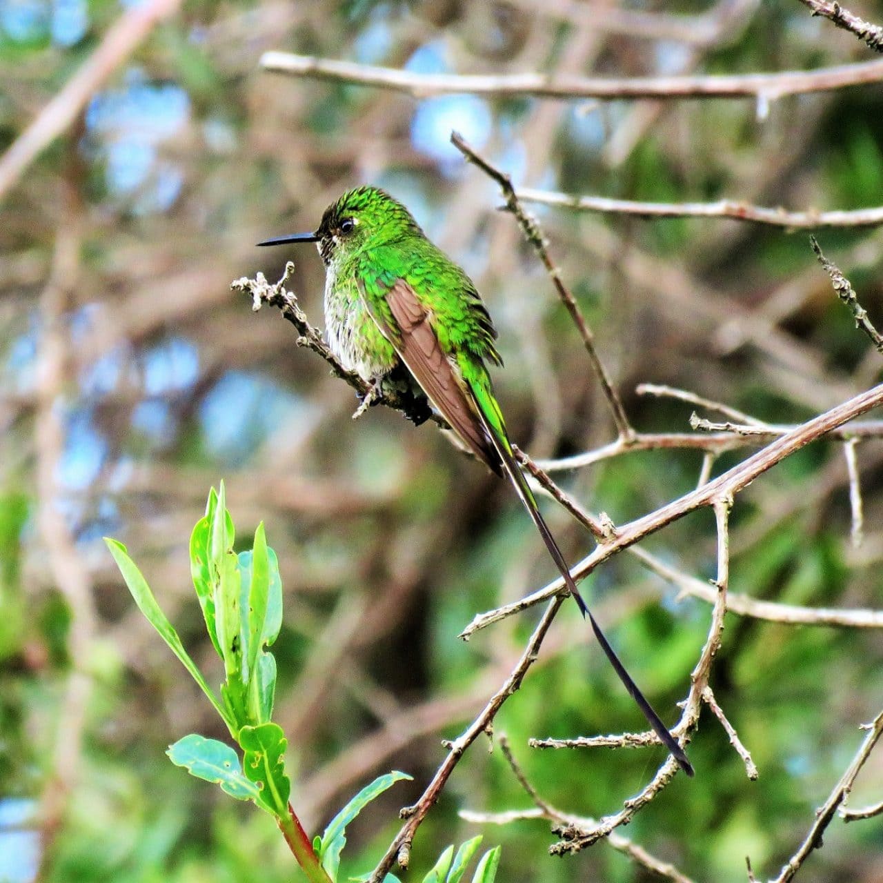 Bird Watching-Huacarpay Cusco 1 day